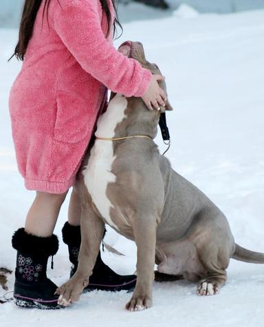 Photo of American Bully XL - 2