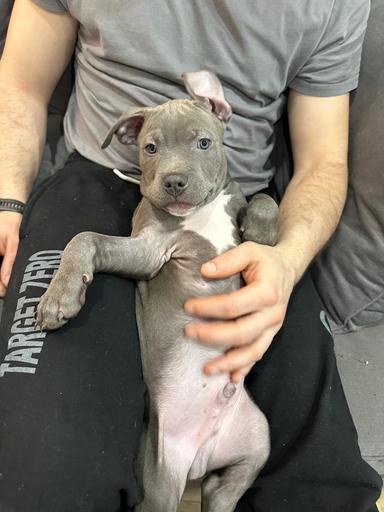 Photo of Blue Nose Pitbull Puppies for Sale *Ready for Pickup  - 2