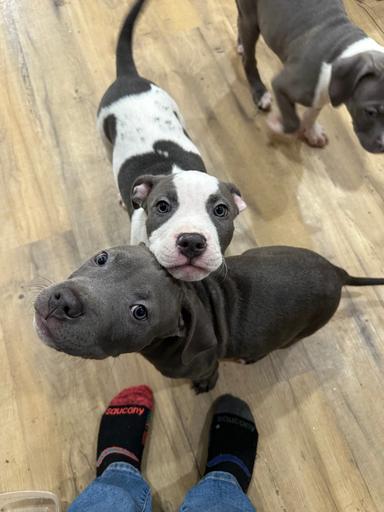 Photo of Blue Nose Pitbull Puppies for Sale *Ready for Pickup  - 1