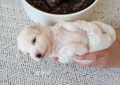 Photo of Cotondoodle puppies coming soon!! - 2