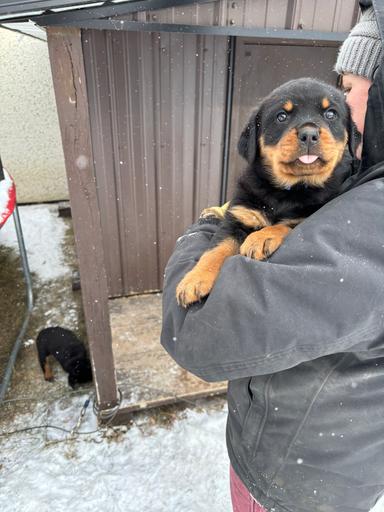 Photo of Rottweiler puppies for sale - 2