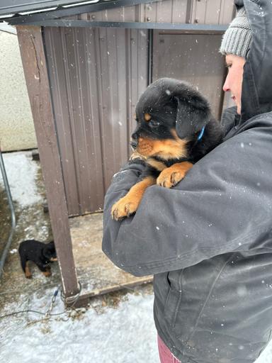 Photo of Rottweiler puppies for sale - 1