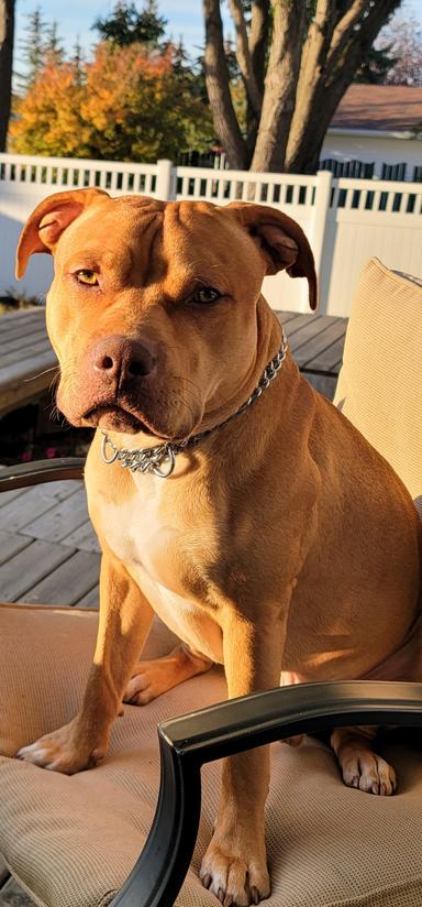 Photo of 3 year old American Staffordshire Male - 1