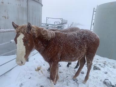 Photo of horses for sale - 1