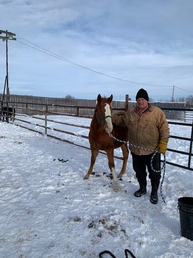 Photo of horses for sale - 2