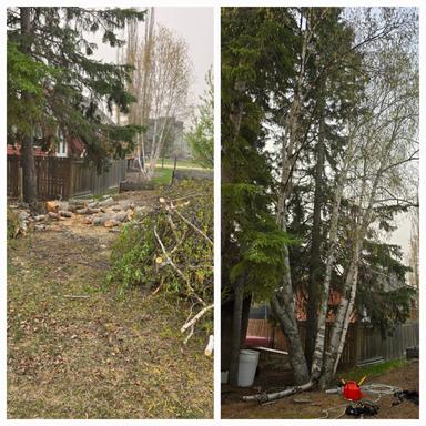 Photo of Tree Removal - 1