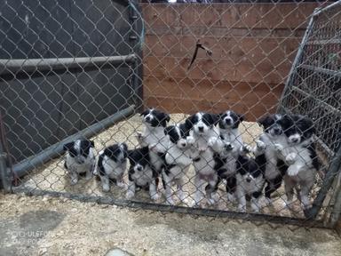 Photo of Border Collie puppies  - 1