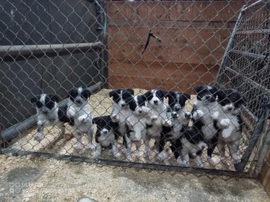 Photo of Border Collie puppies  - 2