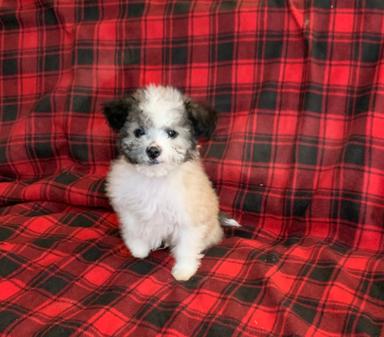 Photo of Bichon shih puppies - 2