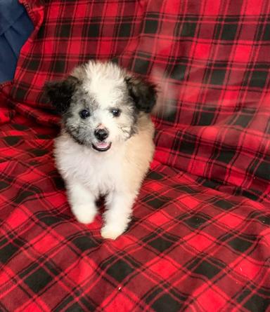 Photo of Bichon shih puppies - 1