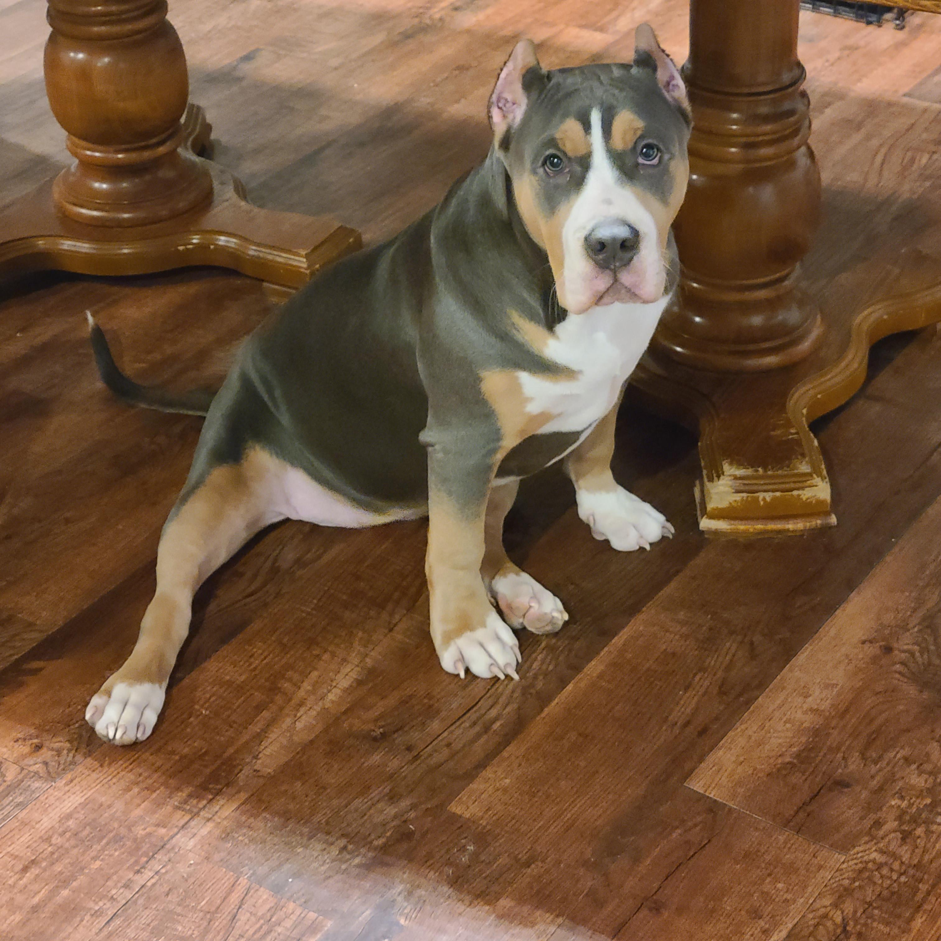 Photo of Female American Bully Puppy 