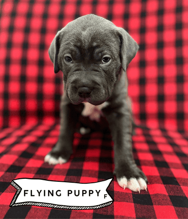 Photo of American Staffordshire x puppies - 2