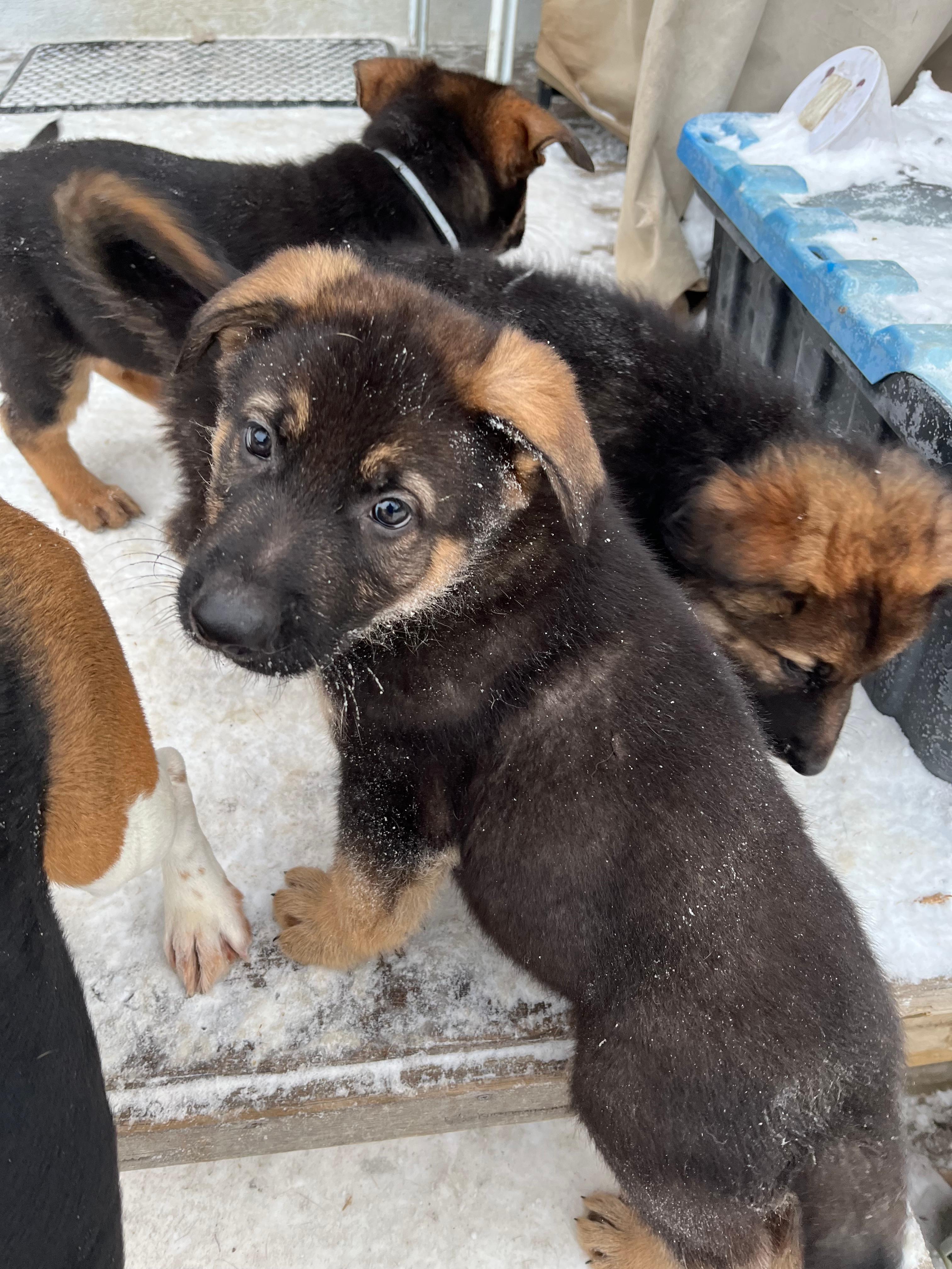 Photo of German Shepherd puppies