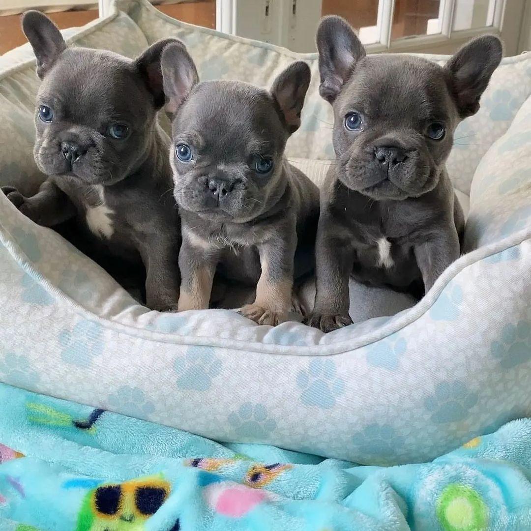 Photo of French bulldog puppies for sale.whatsapp me at: +44 7453 907158