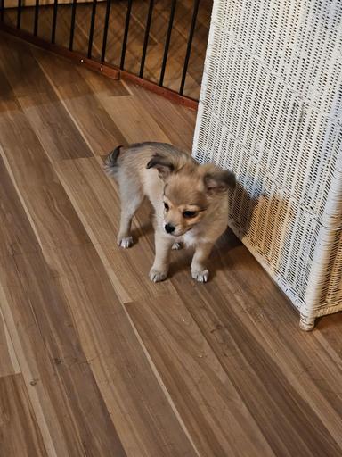 Photo of pomchi puppy - 2