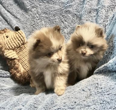 Photo of POMERANIANS 2 BOYS & 1 GIRL - 1