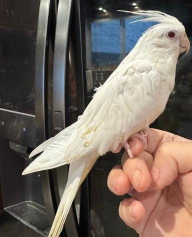 Photo of Super tame cockatiel baby with cage - 1