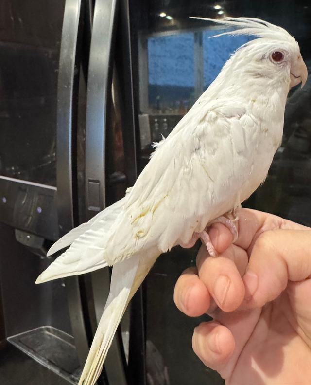 Photo of Super tame cockatiel baby with cage