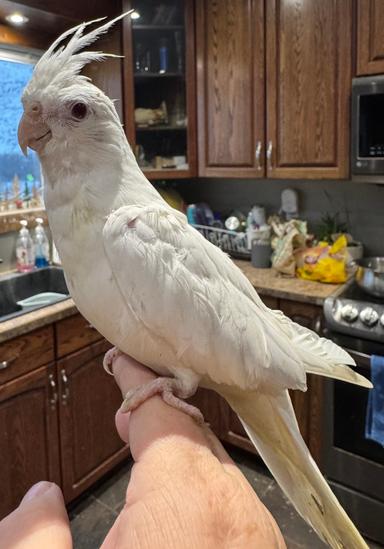 Photo of Super tame cockatiel baby with cage - 2