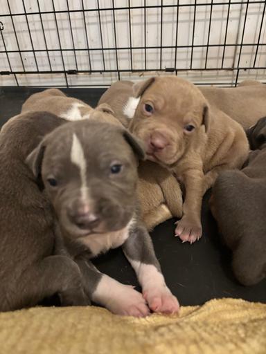 Photo of Pitbull pups - 2