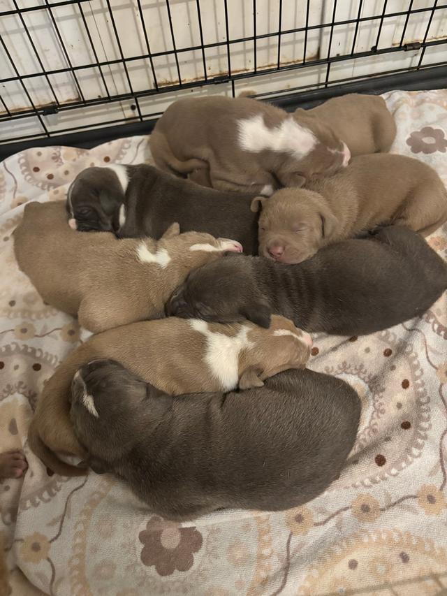 Photo of Pitbull pups