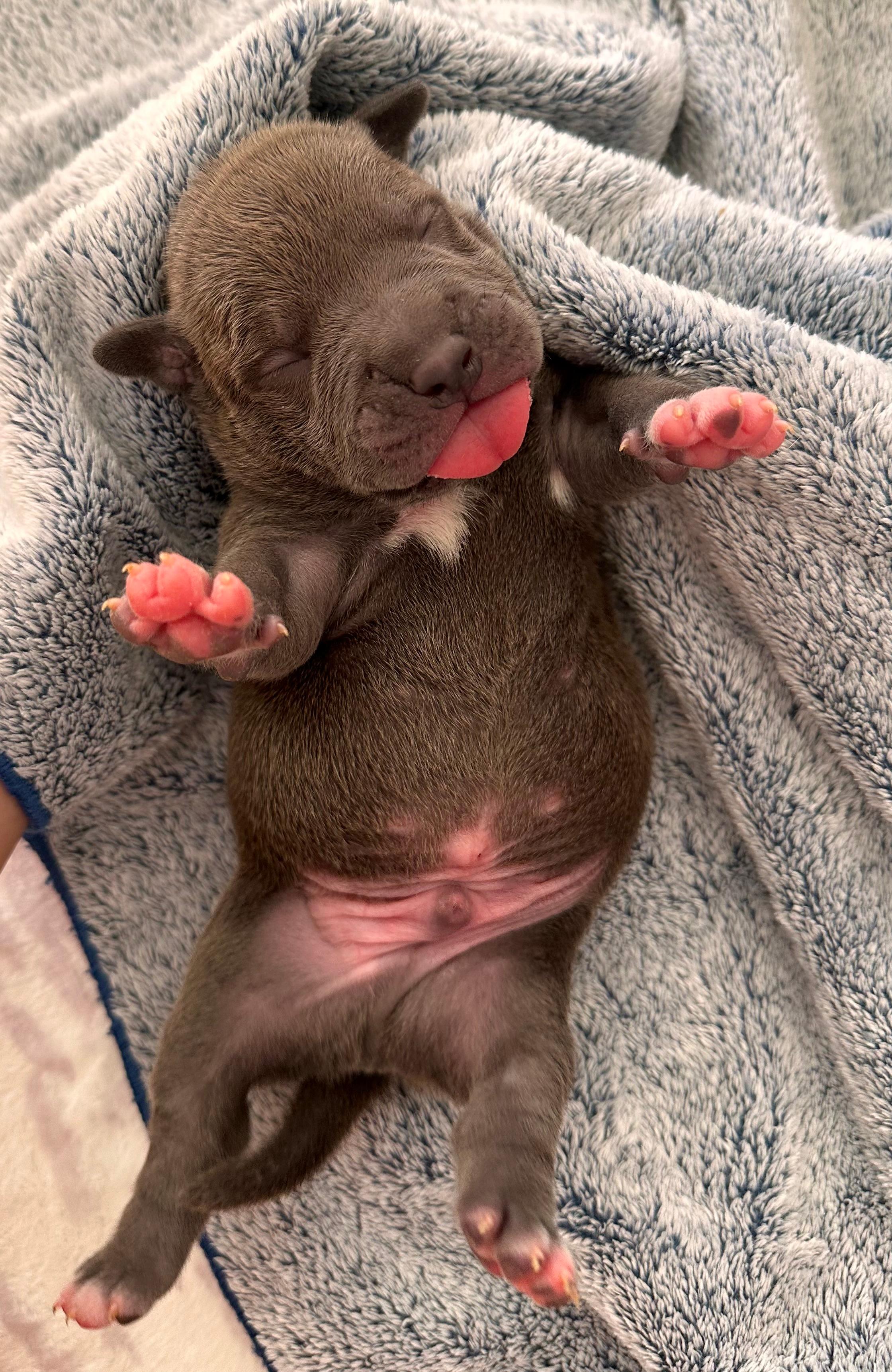 Photo of American Bully (Pocket size) Puppies