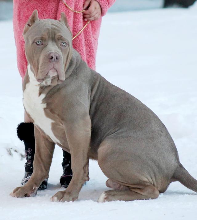 Photo of American Bully Male