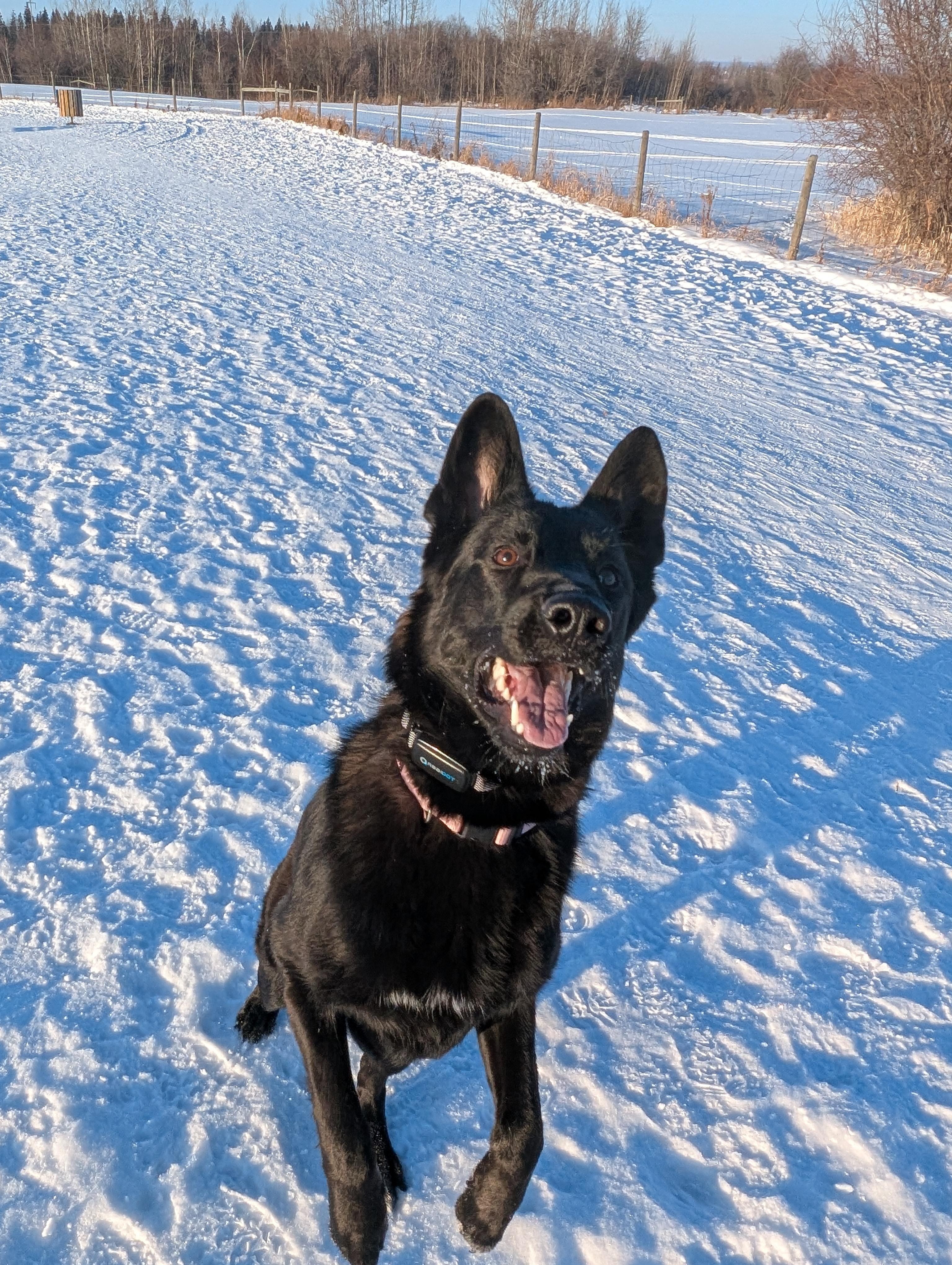 Photo of Looking for a Malinois Stud or Black GSD 