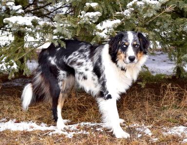 Photo of Australian Shepherd x Bernese  - 1