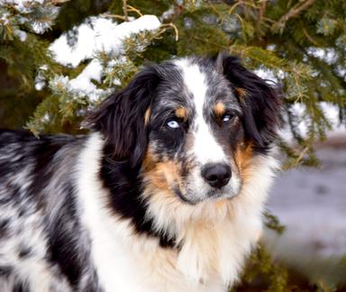 Photo of Australian Shepherd x Bernese  - 2