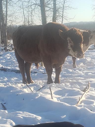 Photo of Hereford/Charolais Cross Bulls for Sale - 2