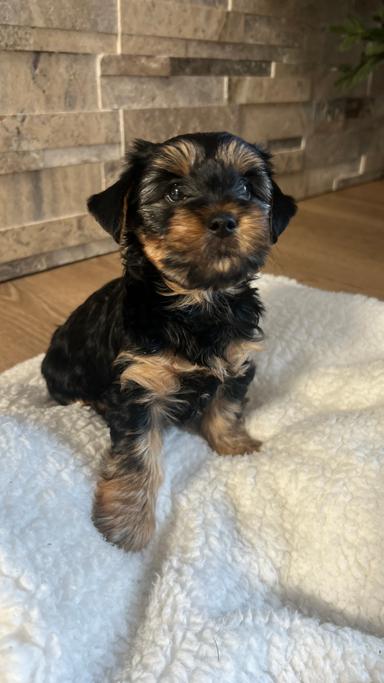 Photo of Two females! Ready to go Purebred Yorkshire Terrier, Edmonton - 2