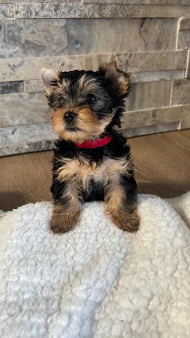 Photo of Two females! Ready to go Purebred Yorkshire Terrier, Edmonton - 1