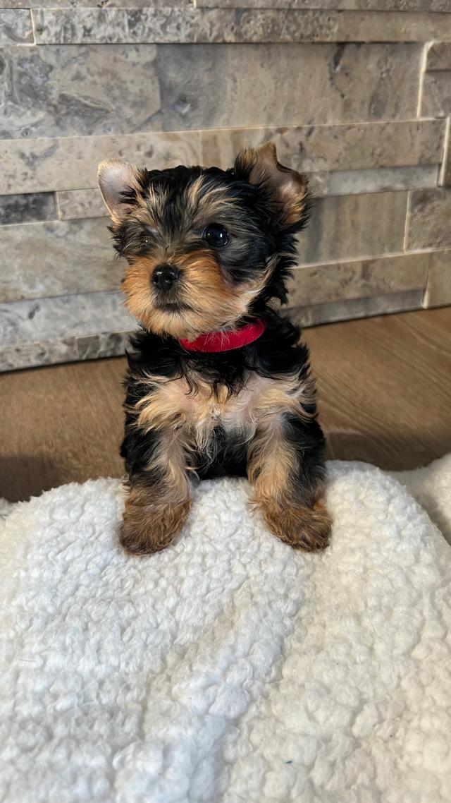 Photo of Two females! Ready to go Purebred Yorkshire Terrier, Edmonton