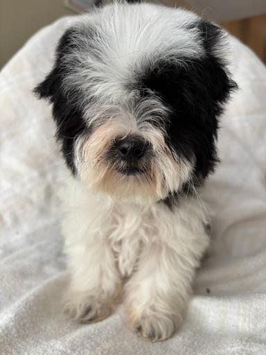 Photo of Shihtzu/Maltese - 2