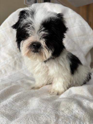 Photo of Shihtzu/Maltese - 1