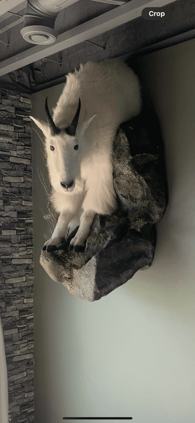 Photo of Mountain Goat - 2