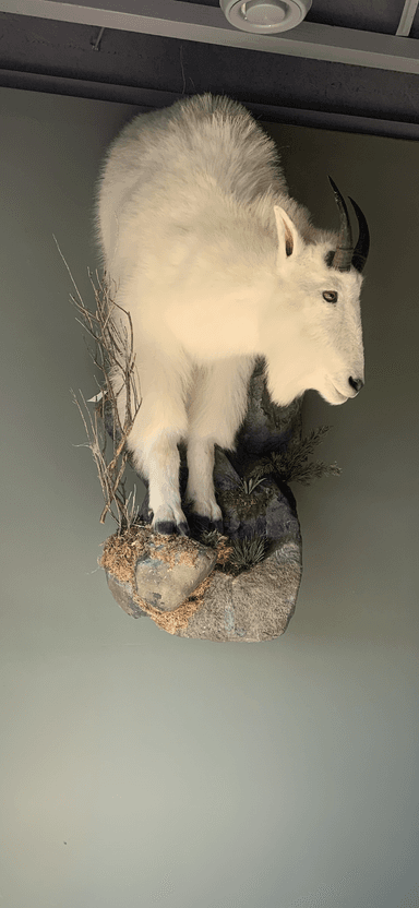 Photo of Mountain Goat - 1