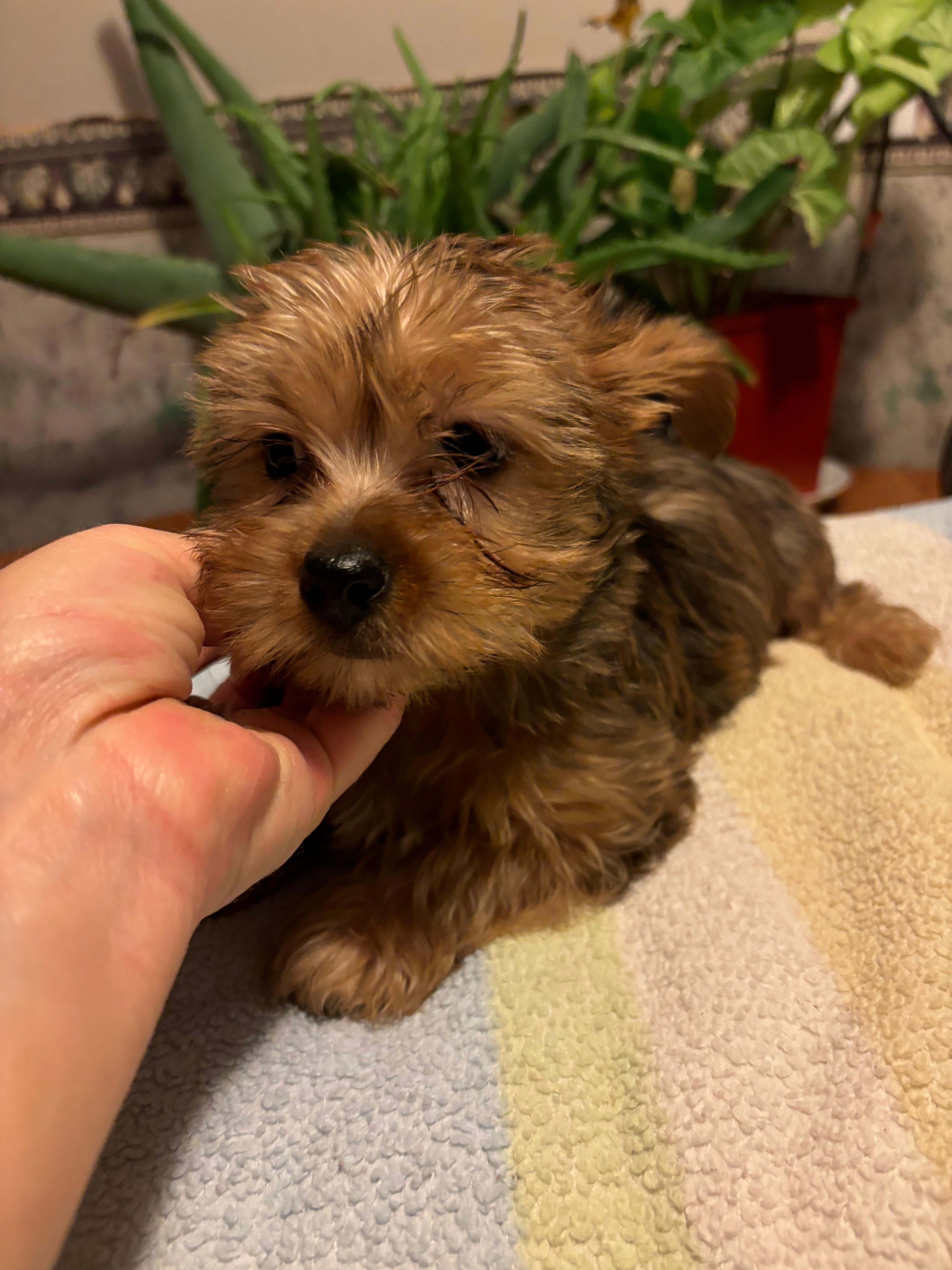 Photo of Yorkie pups female 1 male left