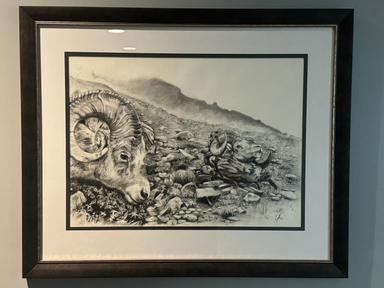 Photo of Stone Sheep Double Header, Charcoal Artwork - 1