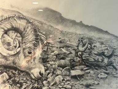 Photo of Stone Sheep Double Header, Charcoal Artwork - 2