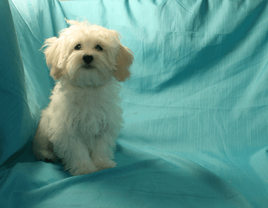 Photo of Maltipoo Male puppies $795 - 1