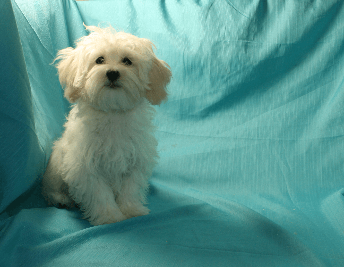 Photo of Maltipoo Male puppies $795