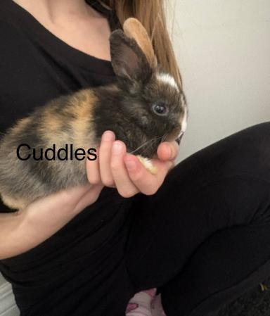 Photo of Baby Bunnies for Sale $10 - 1