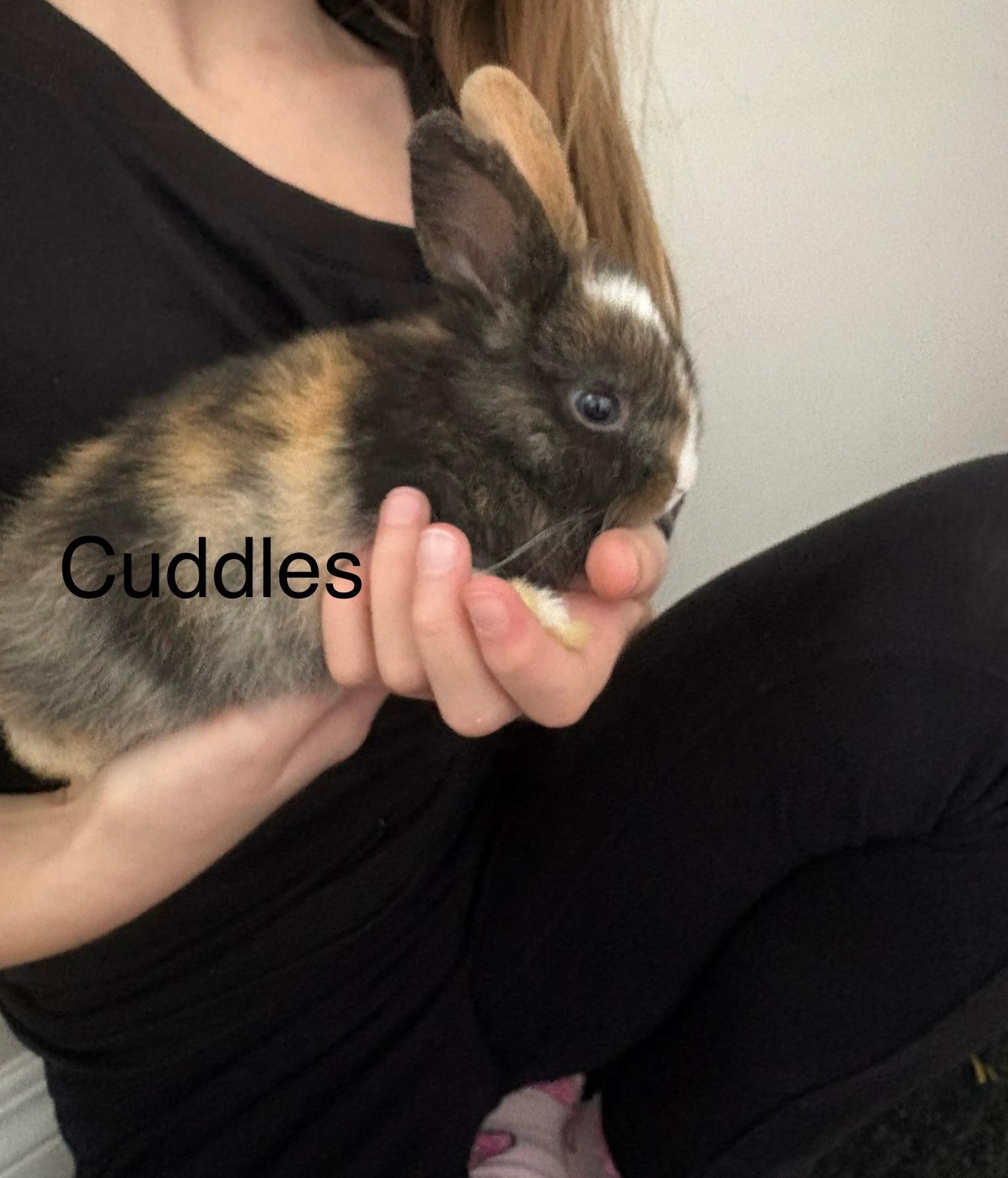 Photo of Baby Bunnies for Sale $10