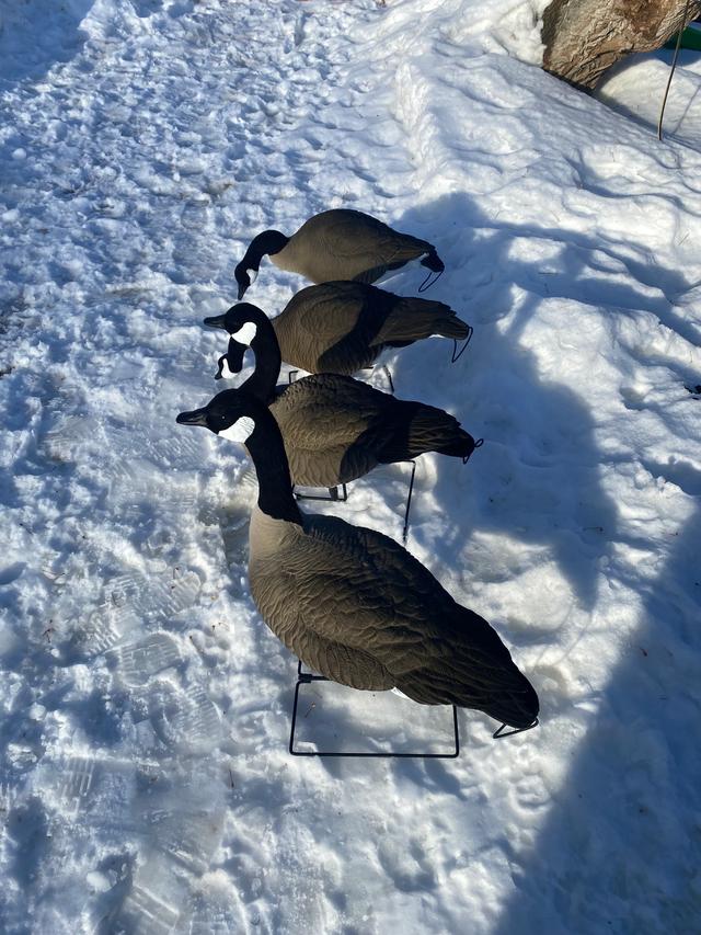 Photo of SX Full Body Canada Goose Decoys (flocked) NEW