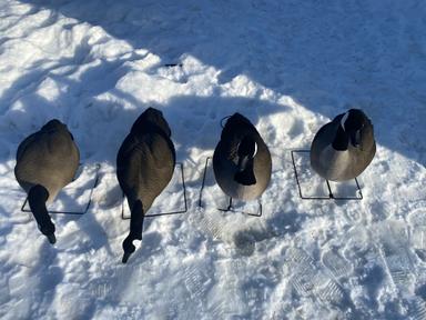 Photo of SX Full Body Canada Goose Decoys (flocked) NEW - 2