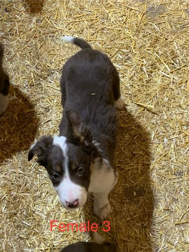 Photo of Good working stock Dogs - 1