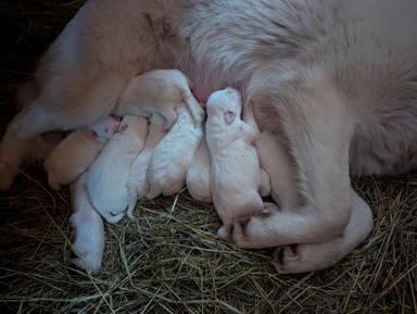 Photo of Pyrenees Akbash puppies - 1