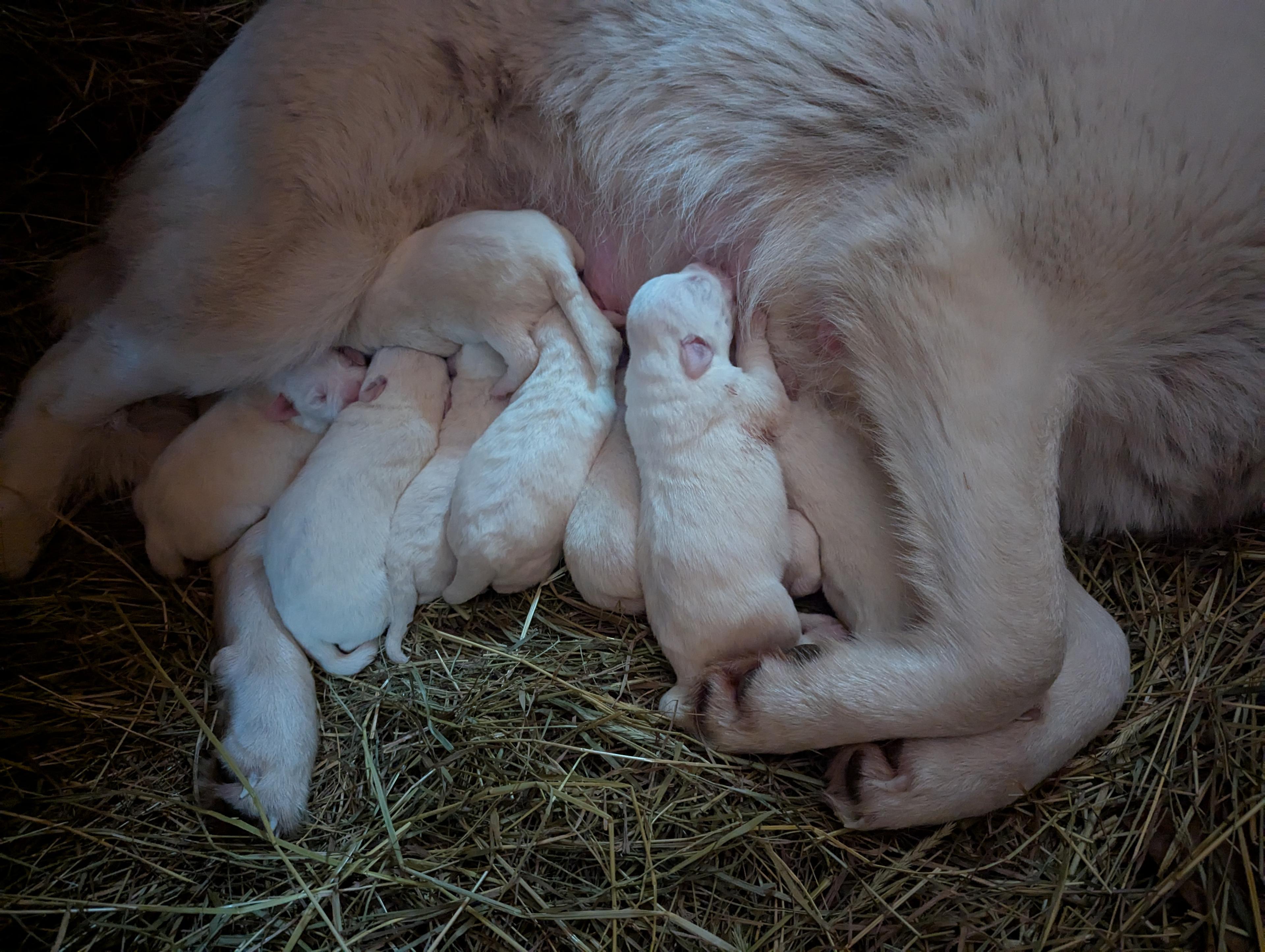 Photo of Pyrenees Akbash puppies